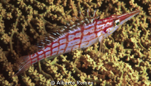 Portrait of a Longnose Hawkfish (Oxycrrhitus typus) by Alberto Romeo 